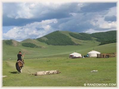 Feutre laine - Mongolie